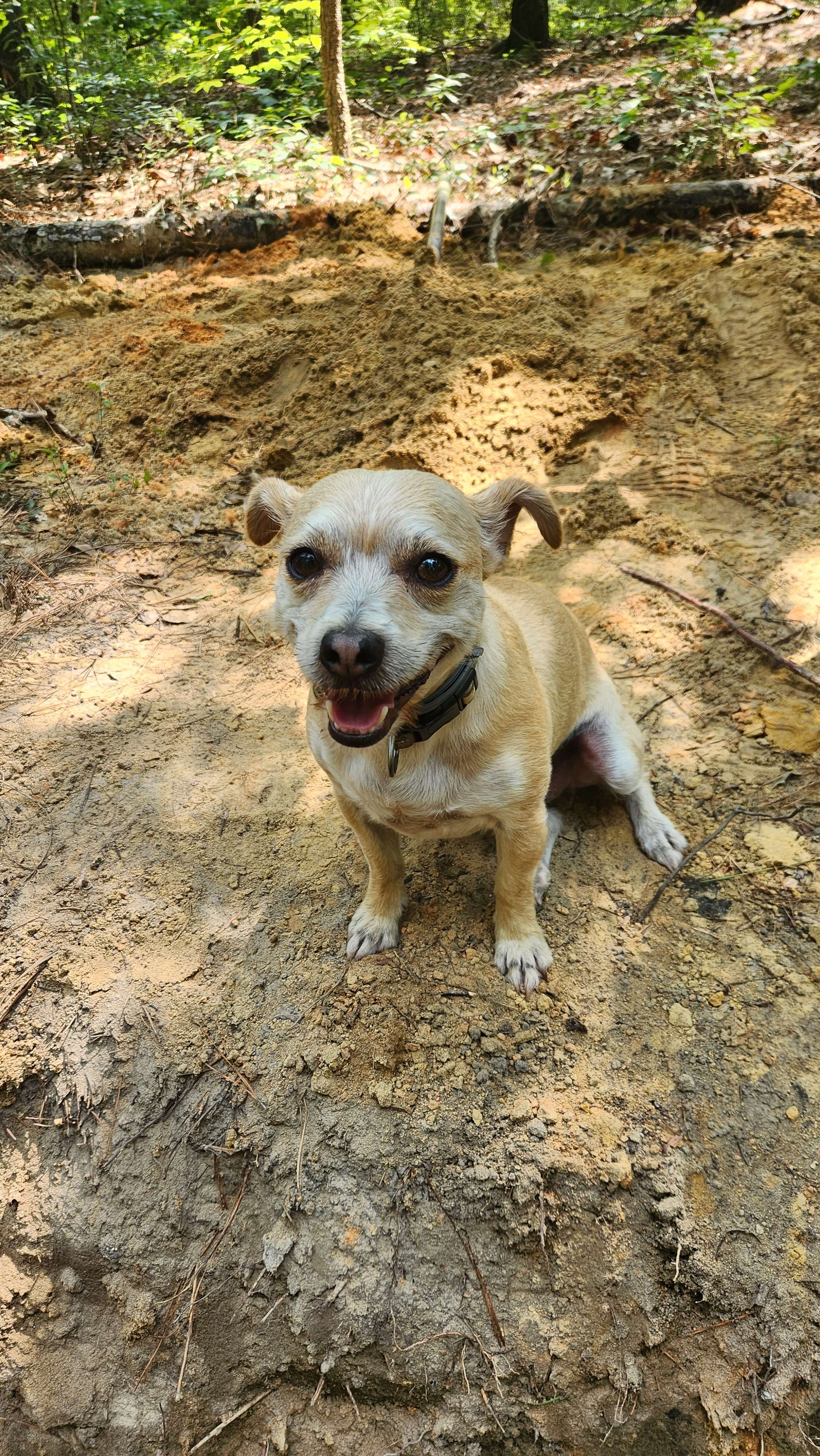 Elisha left Jericho and went up to Bethel. As he was walking along the road, a group of boys from the town began mocking and making fun of him. “Go away, baldy!” they chanted. “Go away, baldy!” Elisha turned around and looked at them, and he cursed them in the name of the LORD. Then two bears came out of the woods and mauled forty-two of them.